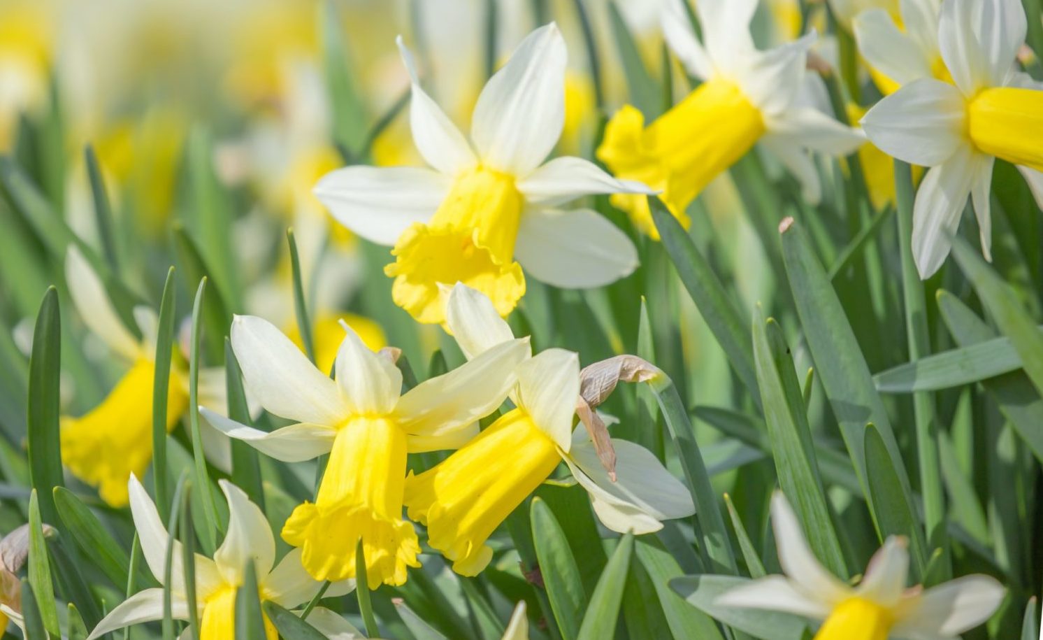 yellow daffodils in bloom during daytime