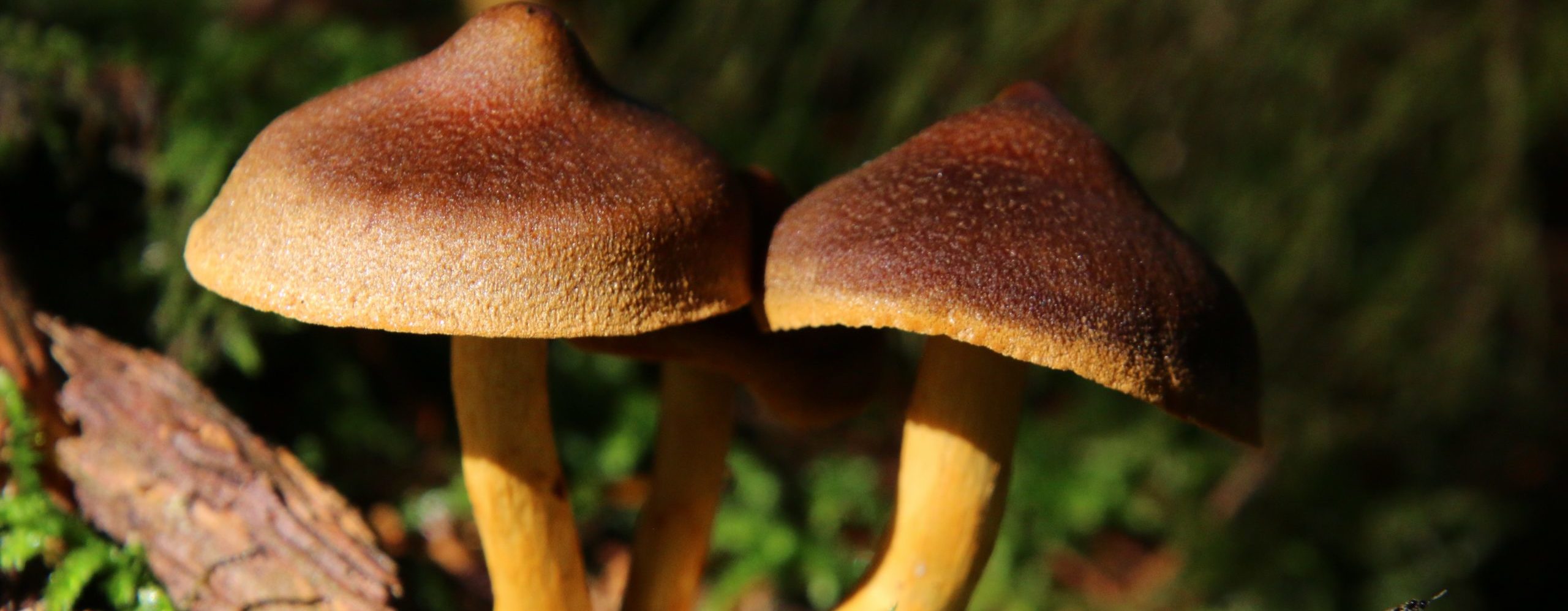 brown mushroom on green grass